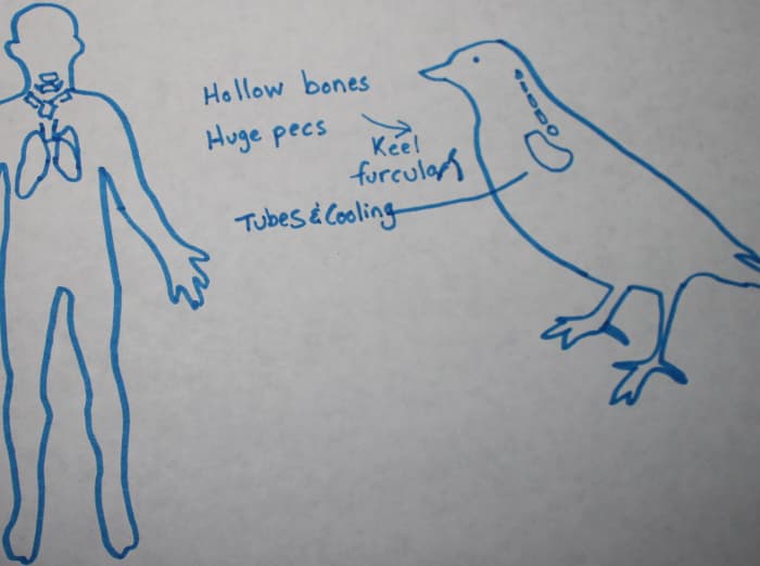 Lungs and air for birds