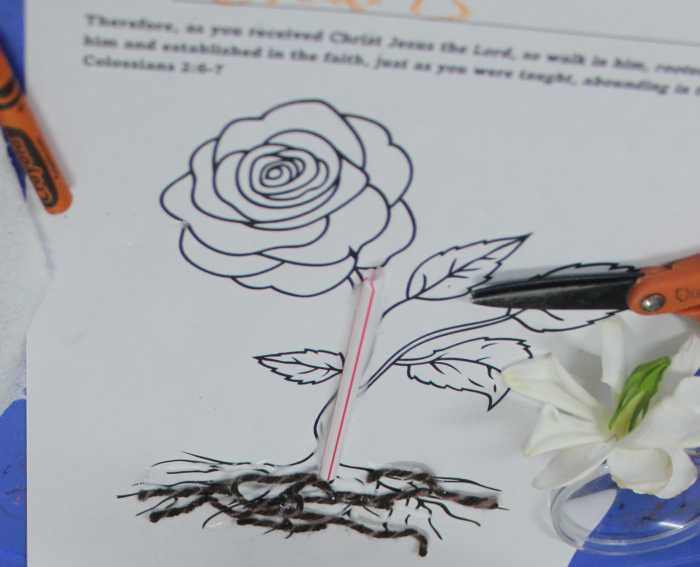 plant-roots-and-stems-lesson