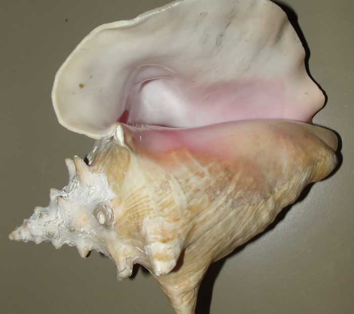 Our conchae were named after the conch shell.