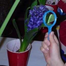 Observing parts of a flower from and activity found in Lesson 2: Flowers