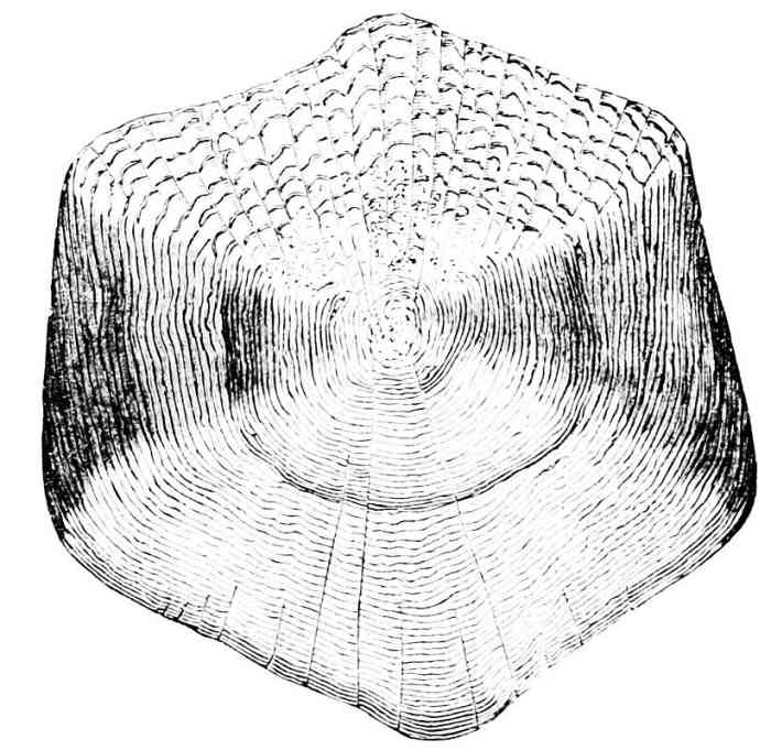 A fish scale magnified so that you can see the layers of growth.  Year one's growth is in the middle and then the rings grow outward -- just like tree rings.  You can also tell the difference between summer growth and winter growth.