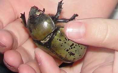 Studying Insect Specimens