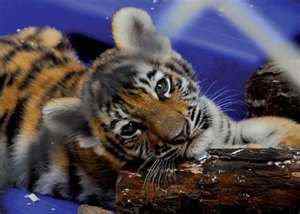 Image credit: http://nstacommunities.org/blog/2010/03/17/happy-st-patricks-day/