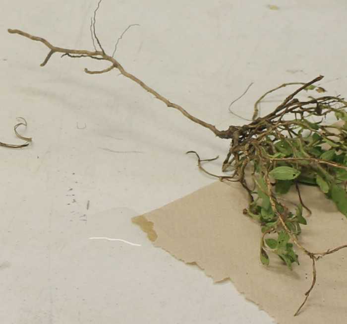 Using water spreading on a paper towel to show how root hairs absorb nutrients & water through osmosis