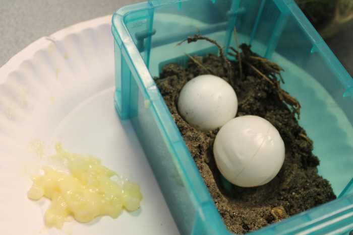 amphibians-reptiles-and-fish-coldblooded-vertebrates-lesson-plan