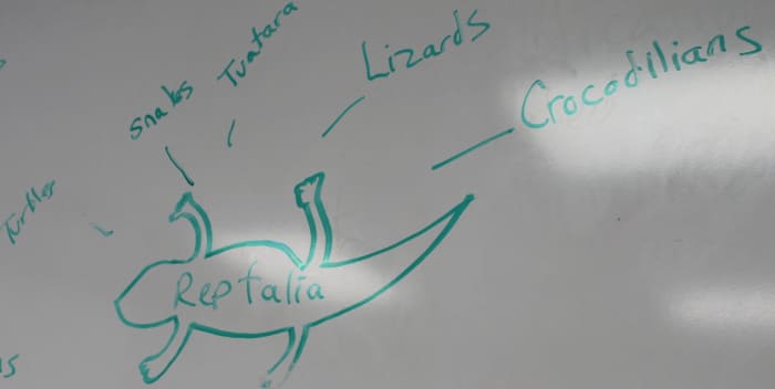 Reptile Overview Notes