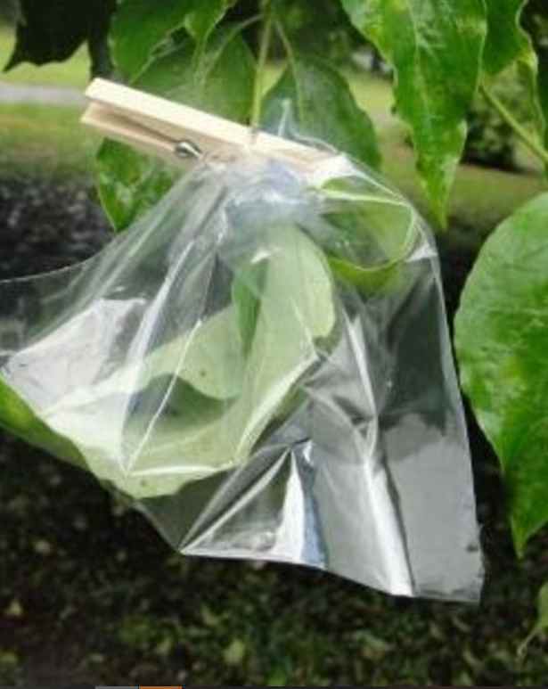 Transpiration Activity: Placing a bag over leaves in the sun