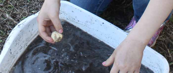 Panning for gold-colored rocks