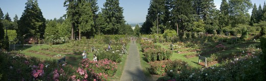 International Rose Test Garden in Portland, Oregon