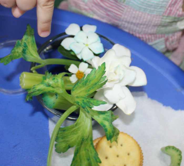 Celery and flowers after being in dye about 1 1/2 hours
