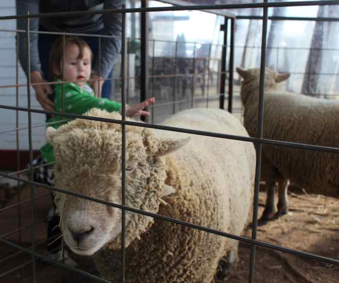 Sheep, Wool, & Weaving Lesson for Kids