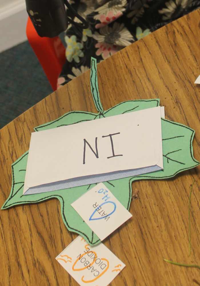 Photosynthesis Relay Race