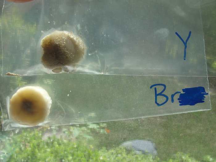 Decomposers Activity: Bananas and Fungi (Yeast)