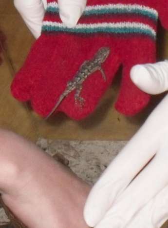 Petting and holding a fence lizard