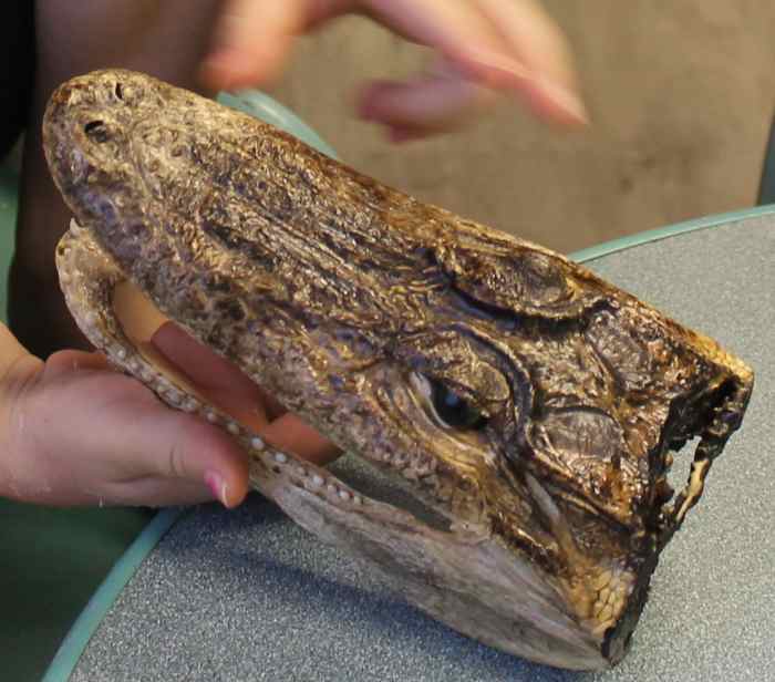Examining a small alligator head
