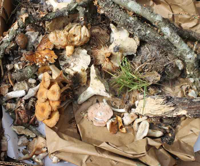 What the collection looked like after the observations and "dissections"