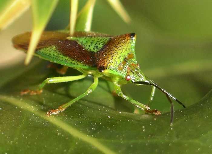 Shield bug