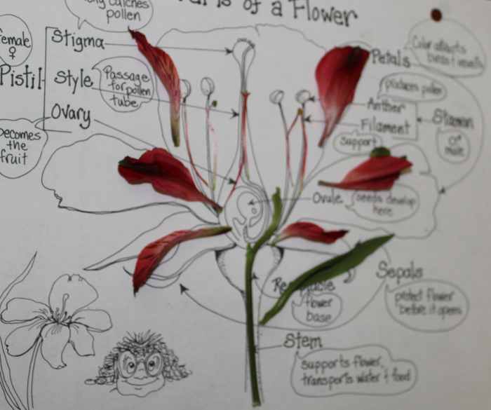 If desired, students can line up their flower parts on their worksheet. 