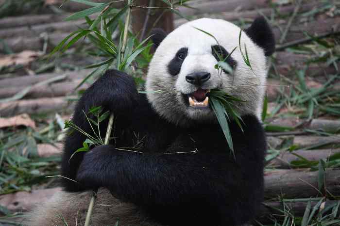 A giant panda eating bamboo at the Chengdu Research Base of Giant Panda Breeding in Sichuan