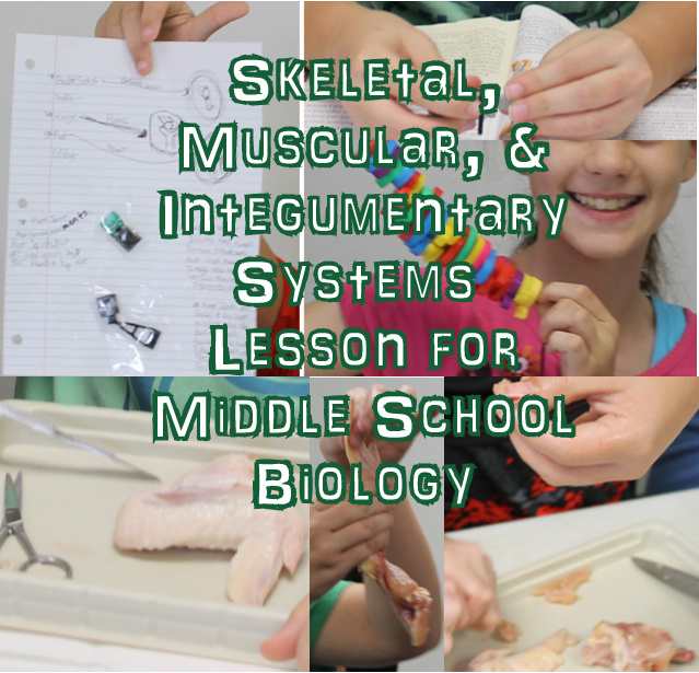 Middle School Biology Lesson on the Skeletal, Muscular, & Integumnetary Systems
