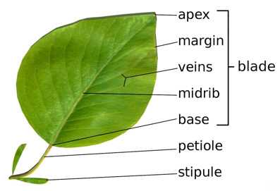 Learning the parts of a leaf