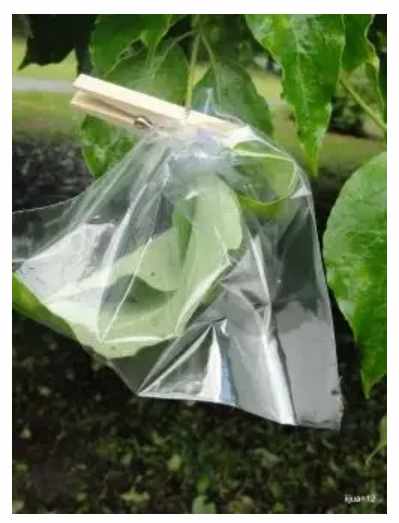 Placing a plastic bag over a leaf to demonstrate transpiration