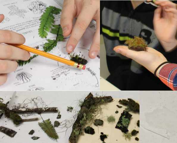 Examining plants that reproduce with spores & watching osmosis take place