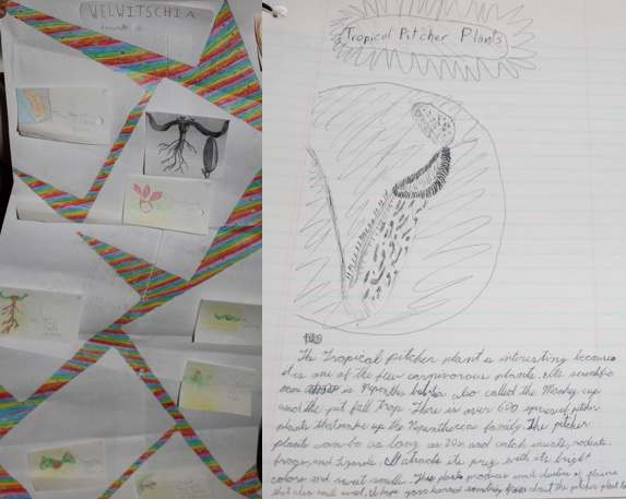 Bizarre Plant Mini-Reports