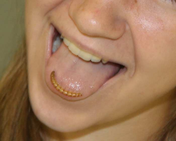 Tasting mealworms, which are darkling beetle larvae
