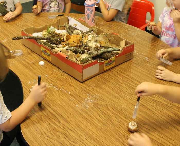 PreK class observing mushrooms