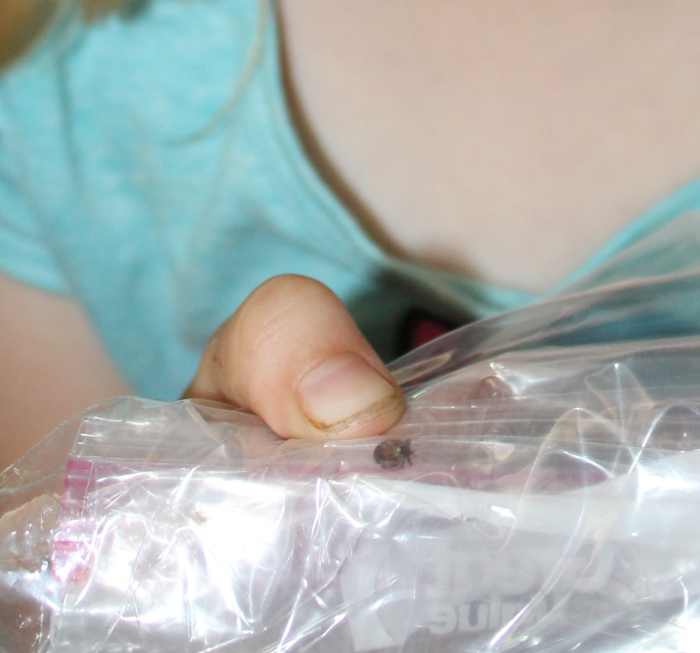 Observing a tick we pulled off our pet