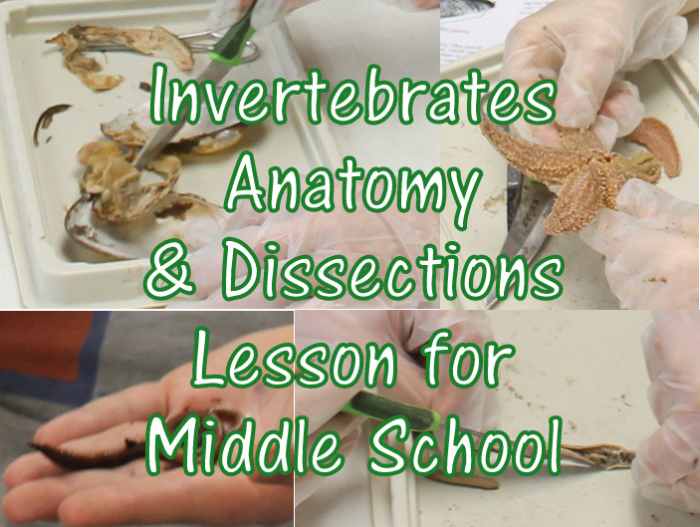 Invertebrates Anatomy & Dissection Lesson for Middle School: Clam, Sea Star, & Worm
