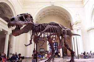 Sue T-Rex Image Credit: http://www.dinotalk.com/