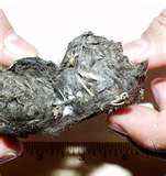 Owl pellet