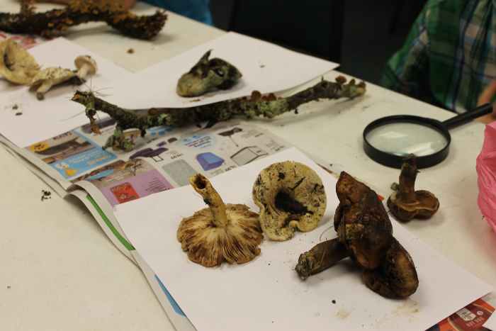 Observing mushrooms & bracket fungi