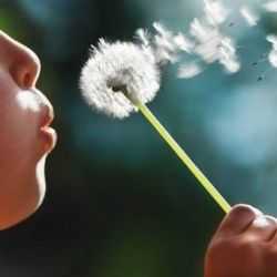 learning-about-the-respiratory-system