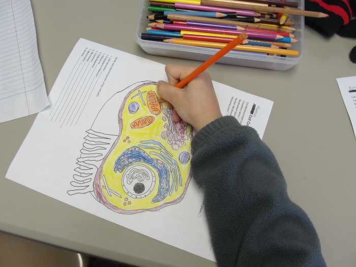 Coloring in the parts of the cells as we discuss each part and its function