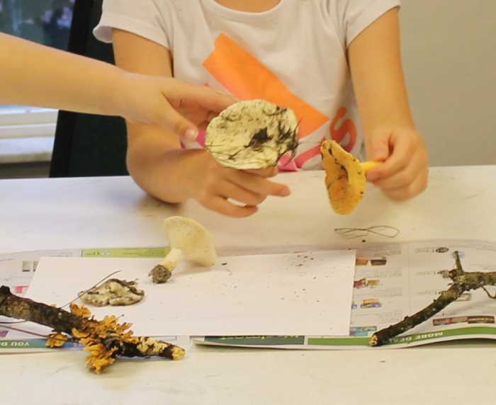 Comparing the stems on two russula varities