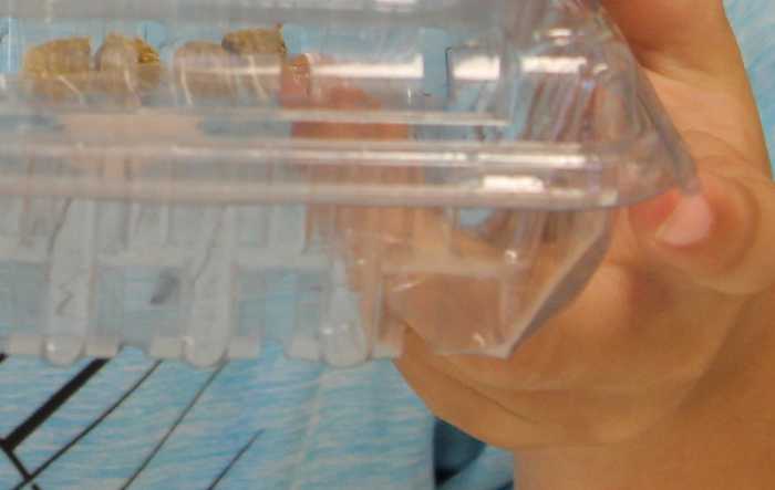 Observing brown widow spider egg sacs