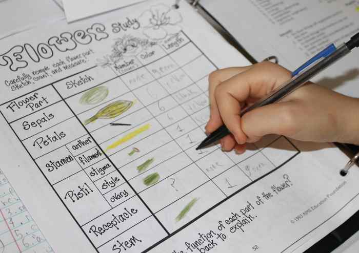 Data sheet for lily dissection is from "The Budding Botanist" (Yes, I do see the error on receptacle.)