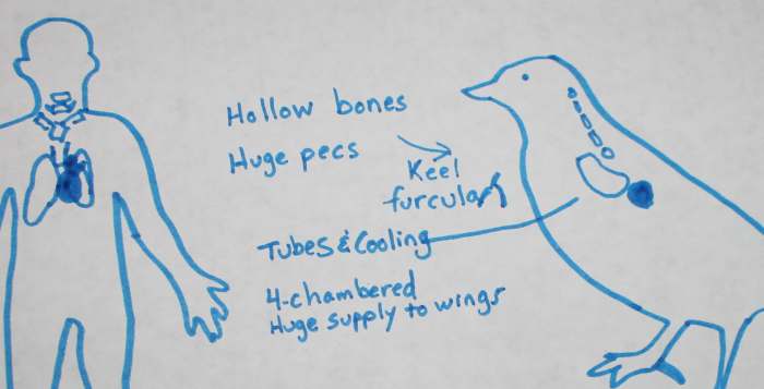 Blood circulation in birds