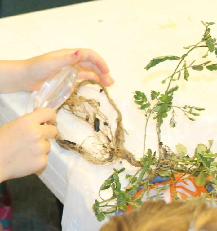 Observing roots