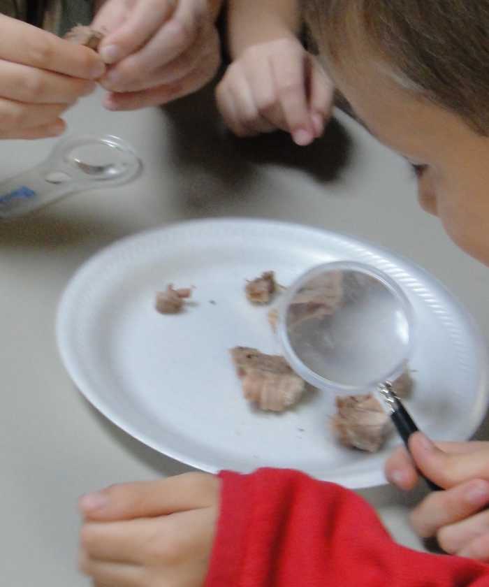 Dissecting muscle (beef brisket)