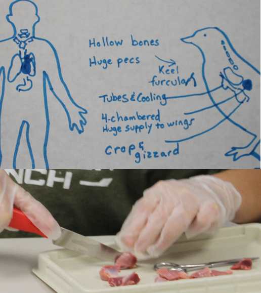 Bird digestive system & dissecting gizzards