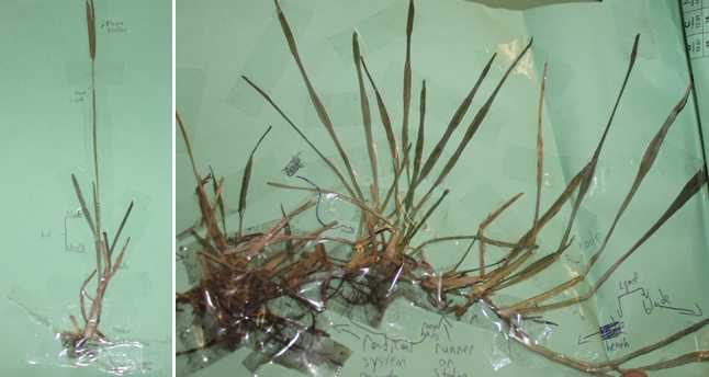 Labeling parts of grass (former homework assignment)