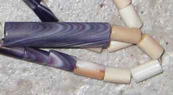 Quahog (left) and whelk (right) wampum