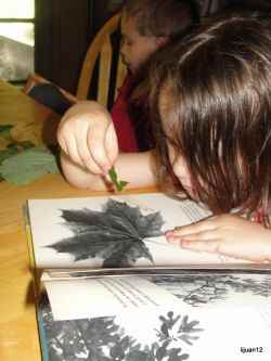 Identifying trees using the leaf shape was one of the many fun activities we did while learning about leaves that is included in my above link Science Morning Basket & Activities: Leaf Shapes.