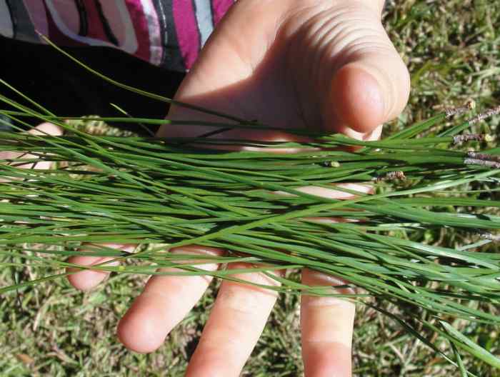 Collecting pine needles for pine needle tea