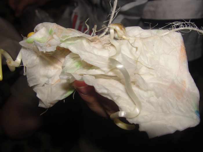 What the sprouted corn looked like 1 week later