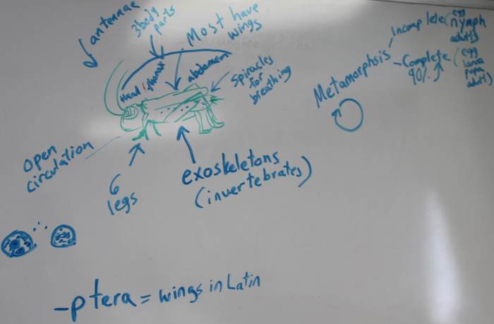 Insect anatomy notes